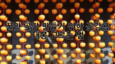 꿀맛 곶감 만들기 위한 곶감용 대봉 고르는 법